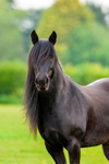 Black Horse-4191