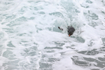Rockhopper Penguin swimmimg, foaming sea, Saunders Island