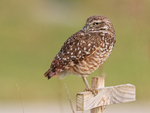 Burrowing Owl looks back over shoulder, Cape Coral, Florida