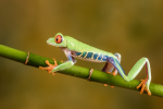 Red Eyed Tree Frog