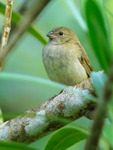 Black-faced Grassquit portfolio