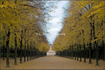 The Hofgarten in Autumn