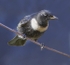 Male Ring Ouzel