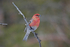 Pine Grosbeak