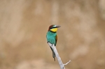 European Bee-eater