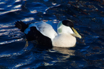 Eider (male)