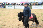 Shetland Ponies Paxford Races 21/04/25 portfolio
