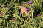 Little Bittern.