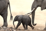 _84Y1132 Amboseli