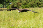 20140705-_MG_6313