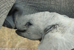 The calf is sucking