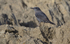 Blue Rock Thrush