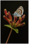 3 - Silver Studded Blue on Wild Honeysuckle 