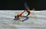 Mating Rights
