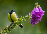 Great Tit on Foxglove