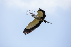 Bird Grey Heron in Flight
