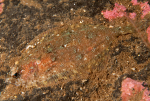 Phrynorhombus norvegicus