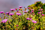 canary island scabious Pterocephalus lasiospermus-1340