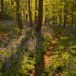 Bluebell Path