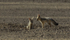 Bat-eared Fox