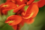 Erythrina Americana Coral Tree1