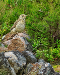 Mistle Thrush portfolio