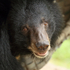 Asiatic Black Bear portrait, Cambodia