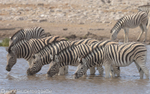 Zebras at the water-hole