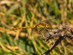 Common Darter