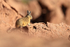 Southern Viscacha near Machuca, Chile