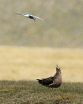 Great Skua buzzed by Tern, Jokulsarlon, Iceland