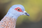 Speckled Pigeon, ultra-close portrait, Simon's Town, South Africa