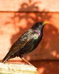 20110410-IMG_3336