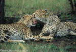 Mother and cub
