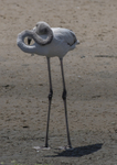 Greater Flamingo young