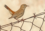 Rufous Scrub Robin
