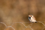 Reed bunting