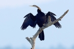 No.0024. Indian Darter.