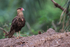 Crested Caracara, Porto Jofre, Brazil