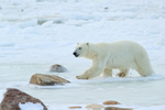 Polar Bear running through icy water, Churchill, Canada