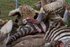 Vultures and Zebra