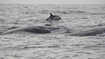 2 Fin Whales & Common Dolphin, Pico Island, Azores