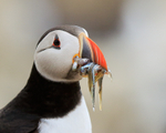 Puffin with fish close-up, Farne Islands