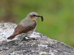 Wheatear (female) with caterpillar on the Isle of Skye
