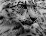 Snow Leopard