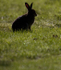 Mountain Hare, Isle of Mull ref mh8