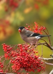 Female Bullfinch