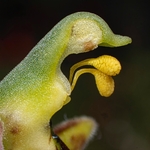 Bee Orchid (Ophrys apifera) an insect mimic and the only one of the genus that is self-pollinated.