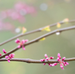 REDBUD IN RAIN - PORT RYERSE