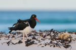 Magellanic Oystercatcher